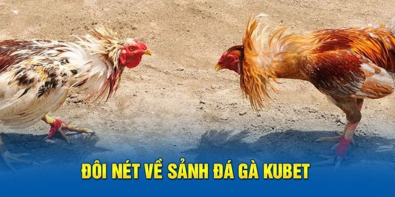 Sảnh đá gà tại nhà cái Kubet - Chơi là hết sẩy